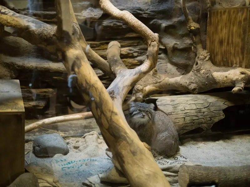恩賜上野動物園のクリョンの写真