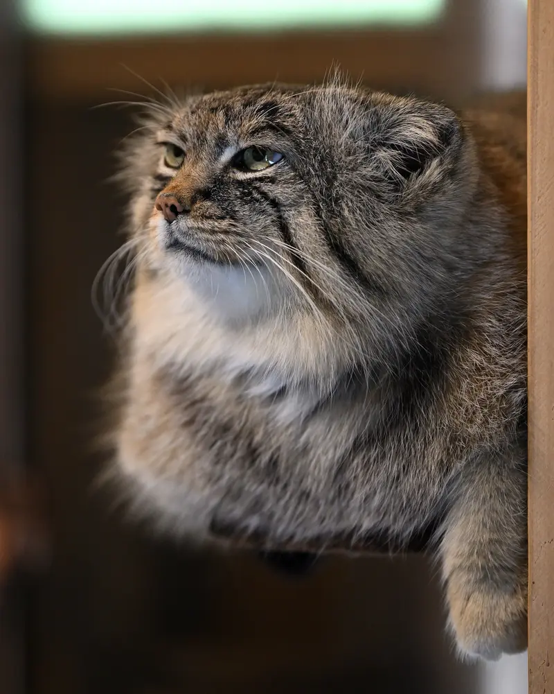 埼玉県こども動物自然公園のロータスの写真