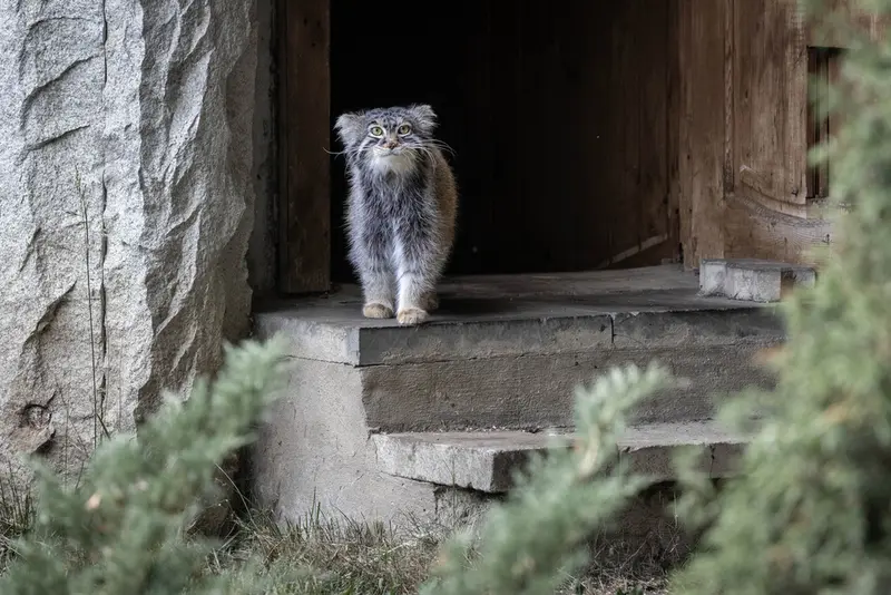 モスクワ動物園のティモフェイの写真