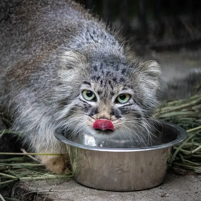 ノヴォシビルスク動物園のガビの写真