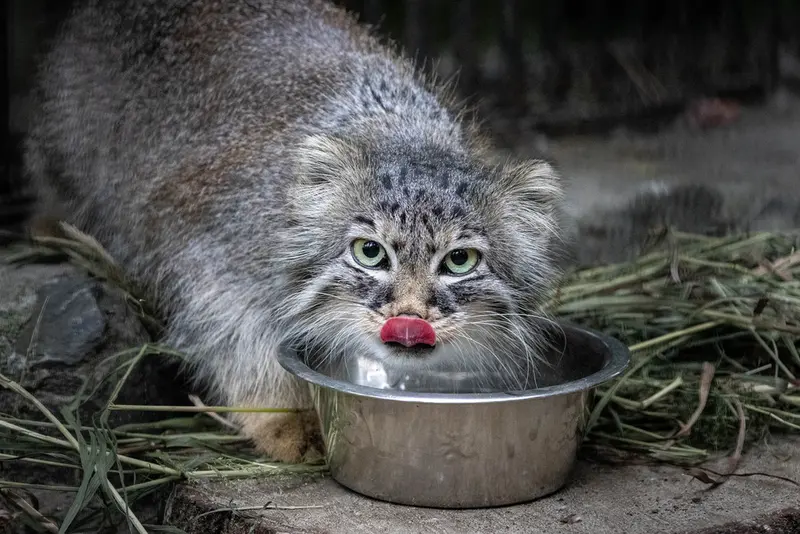 ノヴォシビルスク動物園のガビの写真