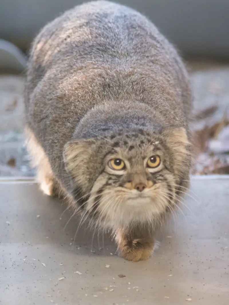 野毛山動物園のフィーガの写真