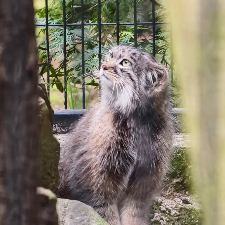 クラクフ動物園のツァスの写真
