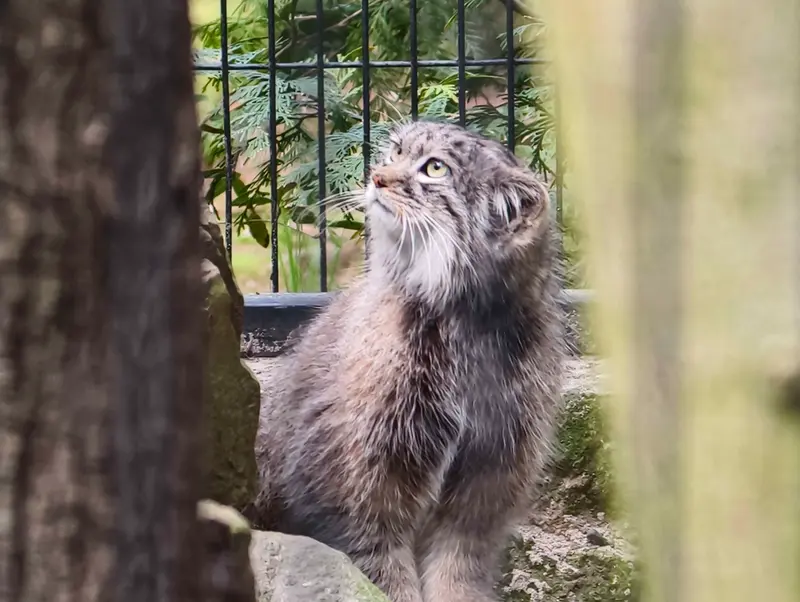クラクフ動物園のツァスの写真