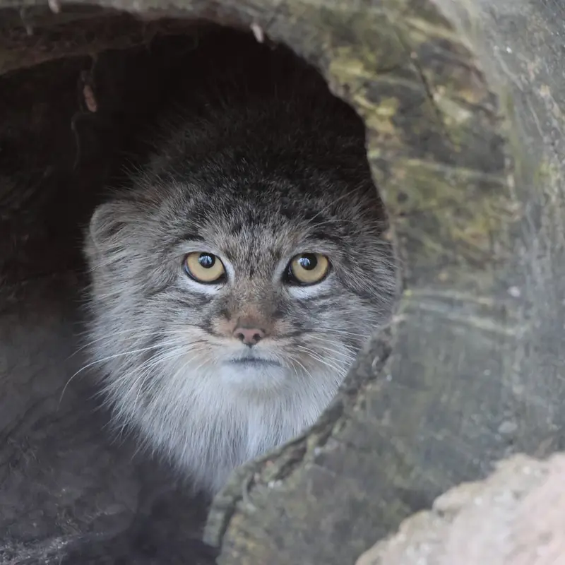 コシツェ動物園のアイセンの写真