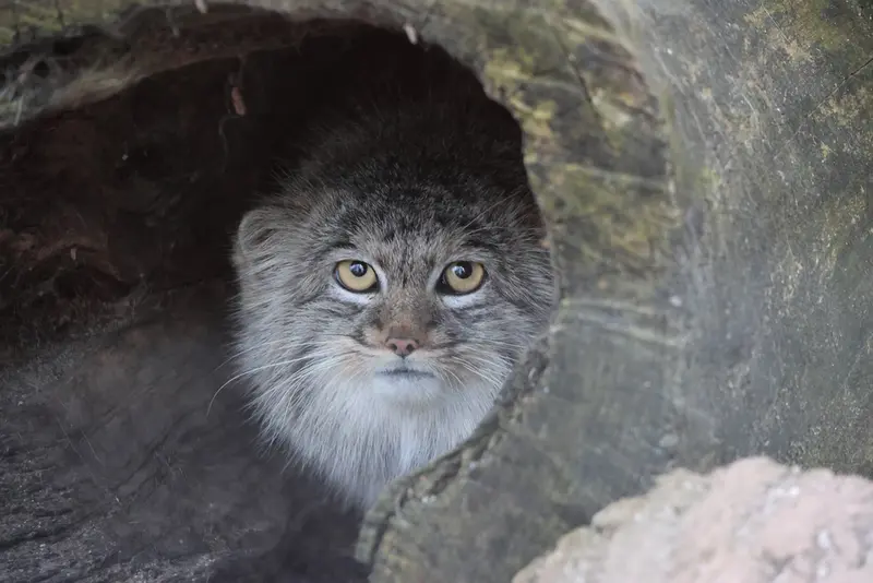 コシツェ動物園のアイセンの写真