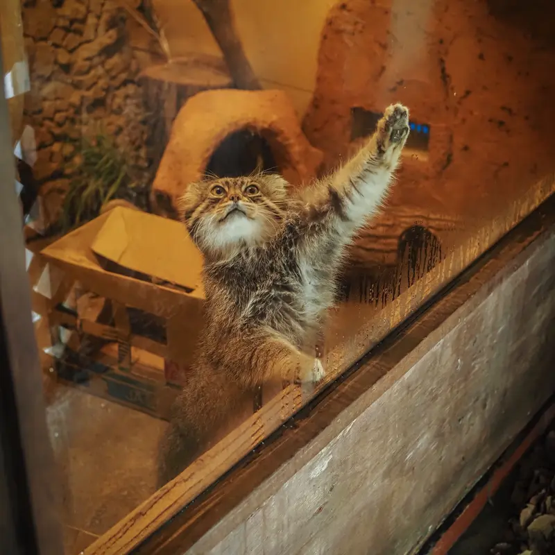 埼玉県こども動物自然公園のロータスの写真