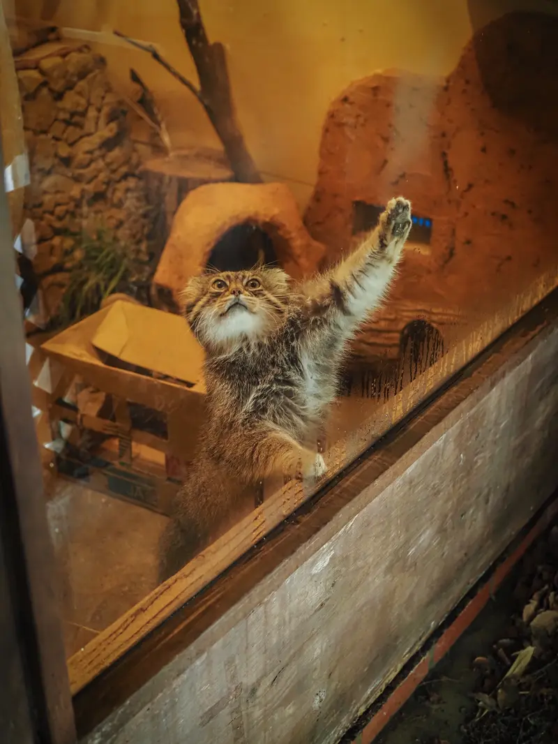 埼玉県こども動物自然公園のロータスの写真