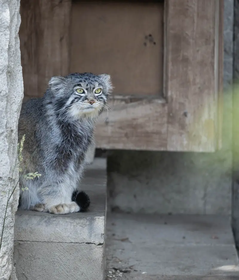 モスクワ動物園のティモフェイの写真