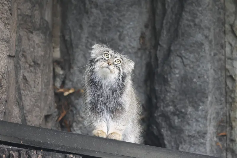 モスクワ動物園のティモフェイの写真