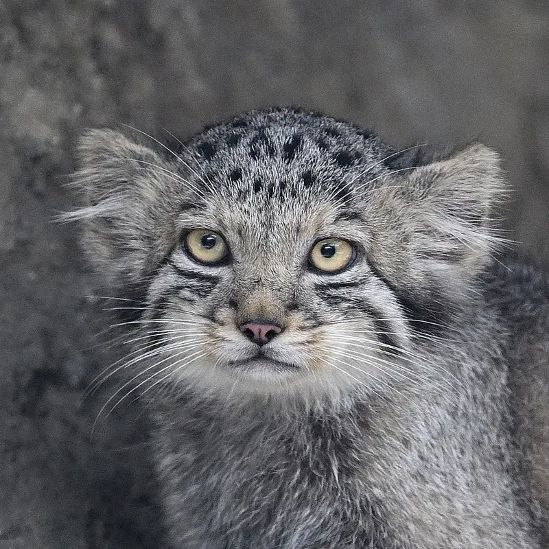 神戸どうぶつ王国のマヌルネコのサン