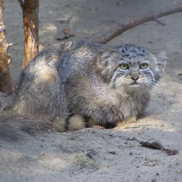ノヴォシビルスク動物園のマヌルネコの写真