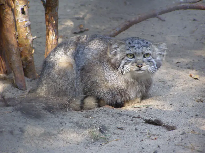 ノヴォシビルスク動物園のマヌルネコの写真