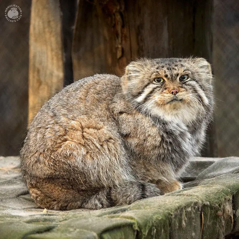 ノヴォシビルスク動物園のゼレノゴルスクの写真