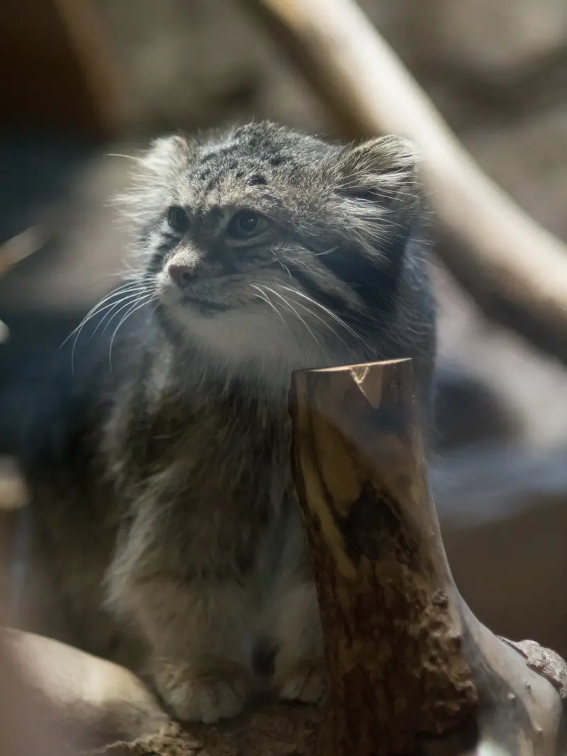 恩賜上野動物園のクリョンの写真