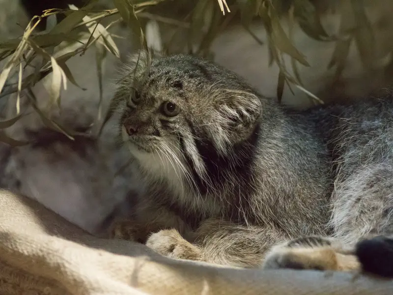 恩賜上野動物園のクリョンの写真