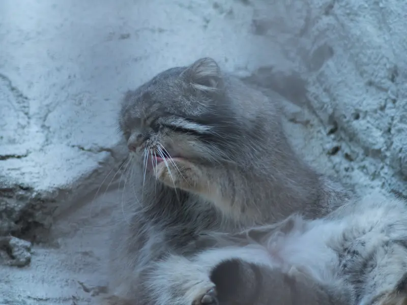 野毛山動物園のフィーガの写真