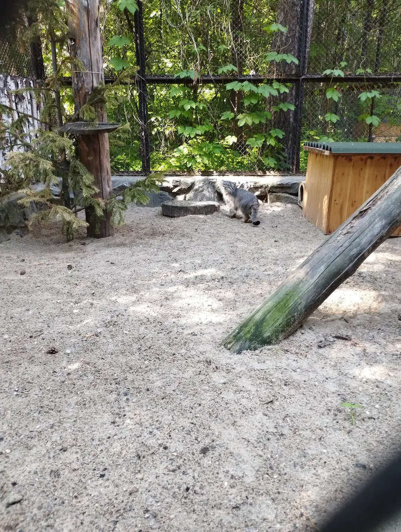 ノヴォシビルスク動物園のマヌルネコの写真