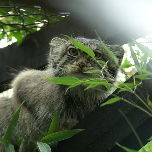 コルチェスター動物園のマヌルネコの写真