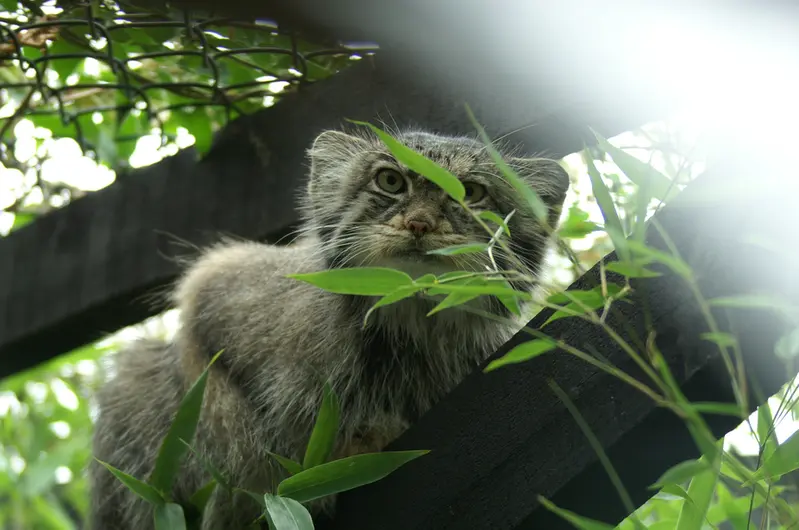 コルチェスター動物園のマヌルネコの写真