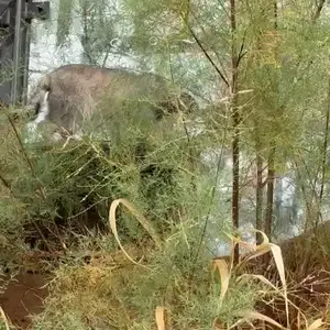プラハ動物園のマヌルネコの写真