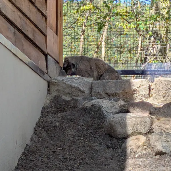 グダニスク動物園のマヌエルの写真