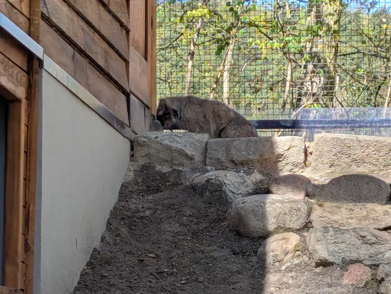 グダニスク動物園のマヌエルの写真