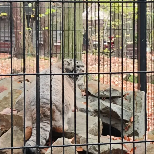 クラクフ動物園のジンギスの写真