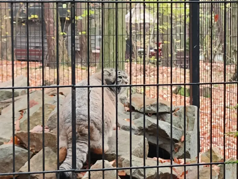 クラクフ動物園のジンギスの写真