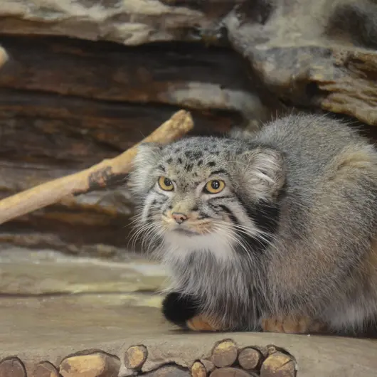 恩賜上野動物園のナイマの写真