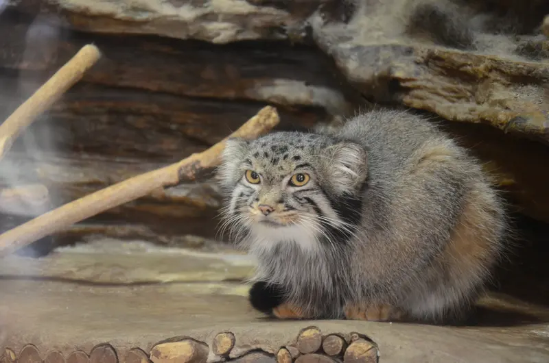 恩賜上野動物園のナイマの写真