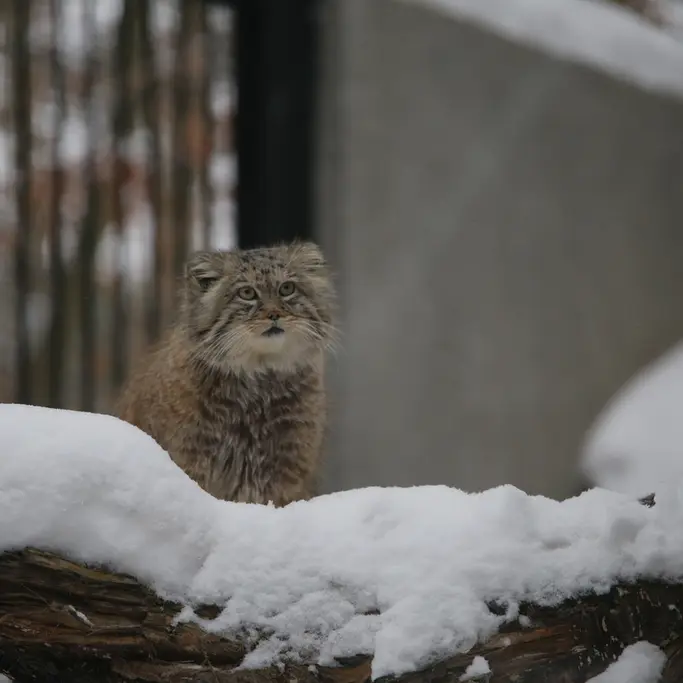グダニスク動物園のマヌエルの写真