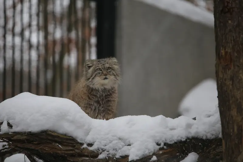 グダニスク動物園のマヌエルの写真