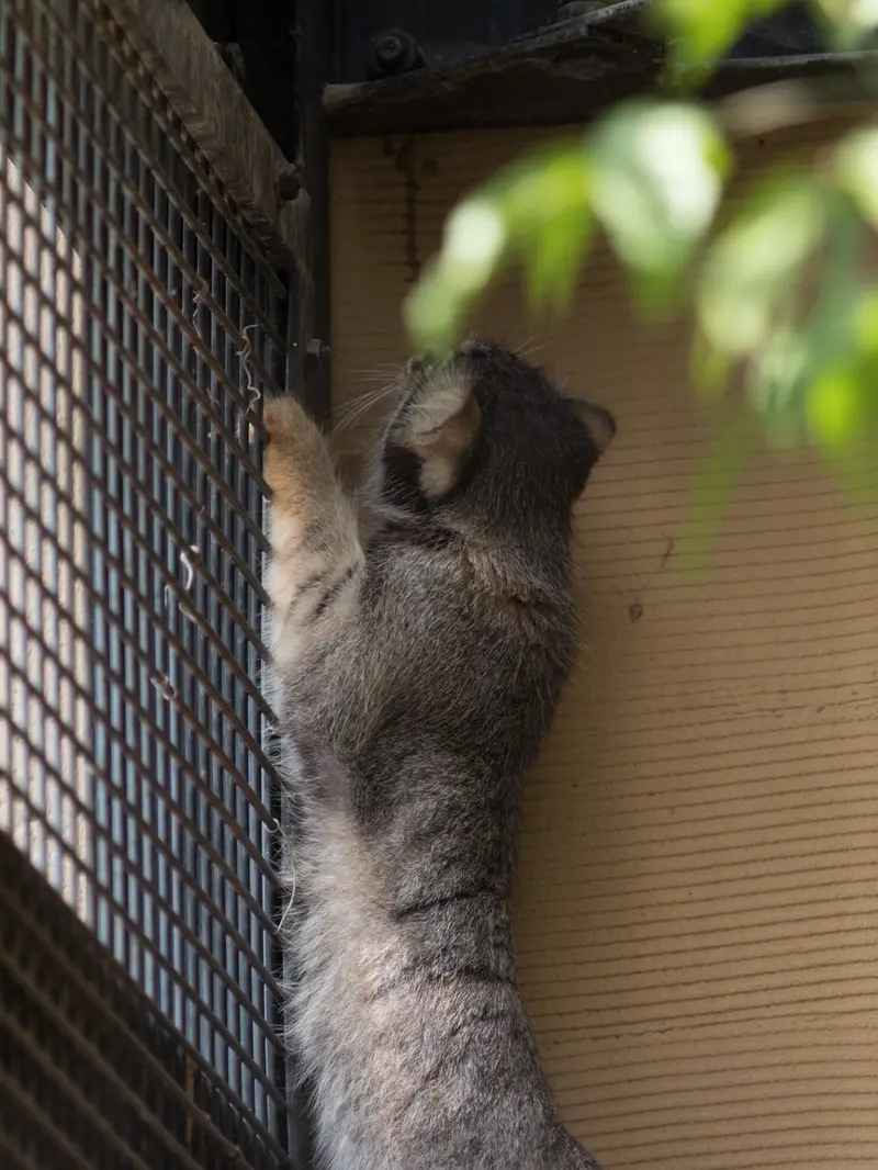 旭山動物園のヒデの写真