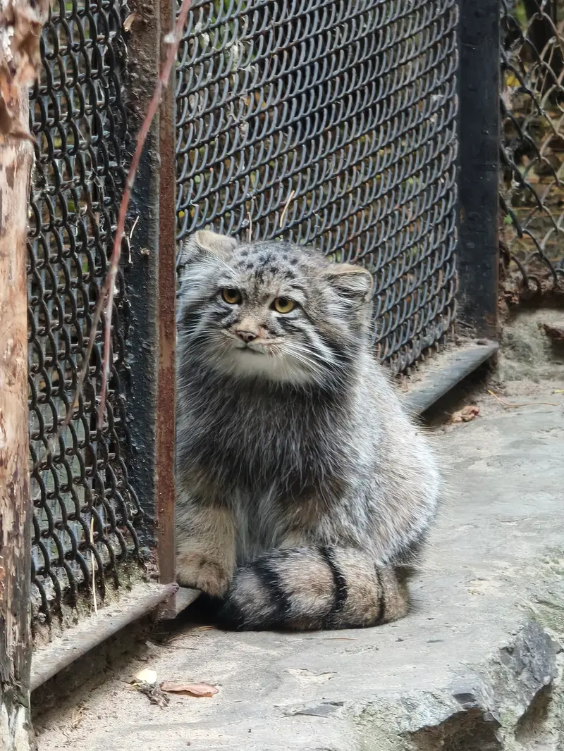 ノヴォシビルスク動物園のマヌルネコの写真