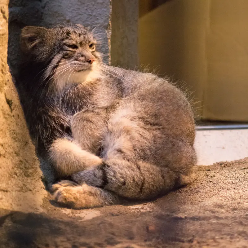 野毛山動物園のフィーガの写真