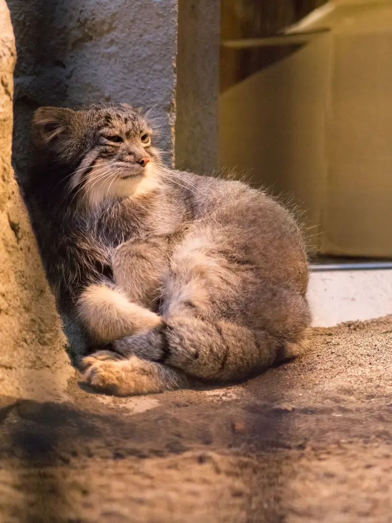 野毛山動物園のフィーガの写真