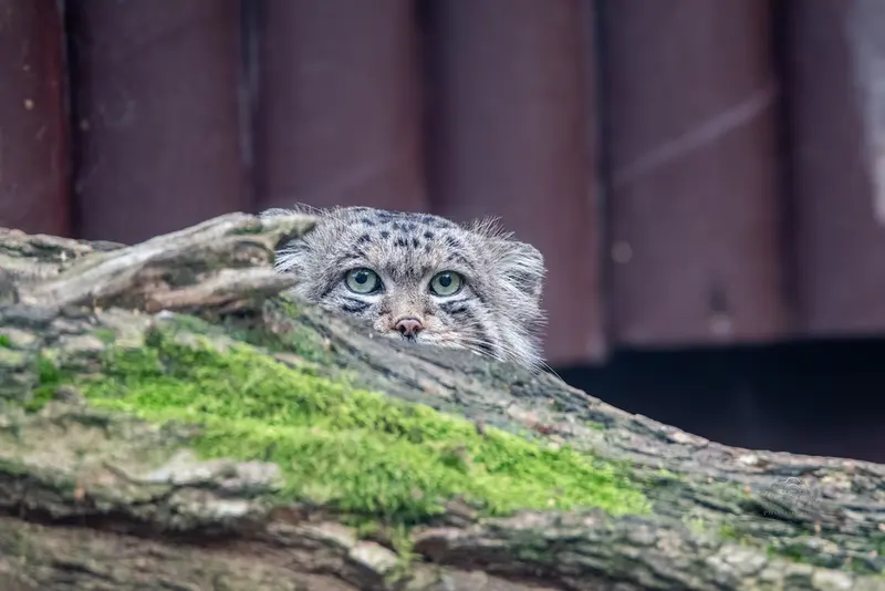 オストラヴァ動物園のプルトンの写真