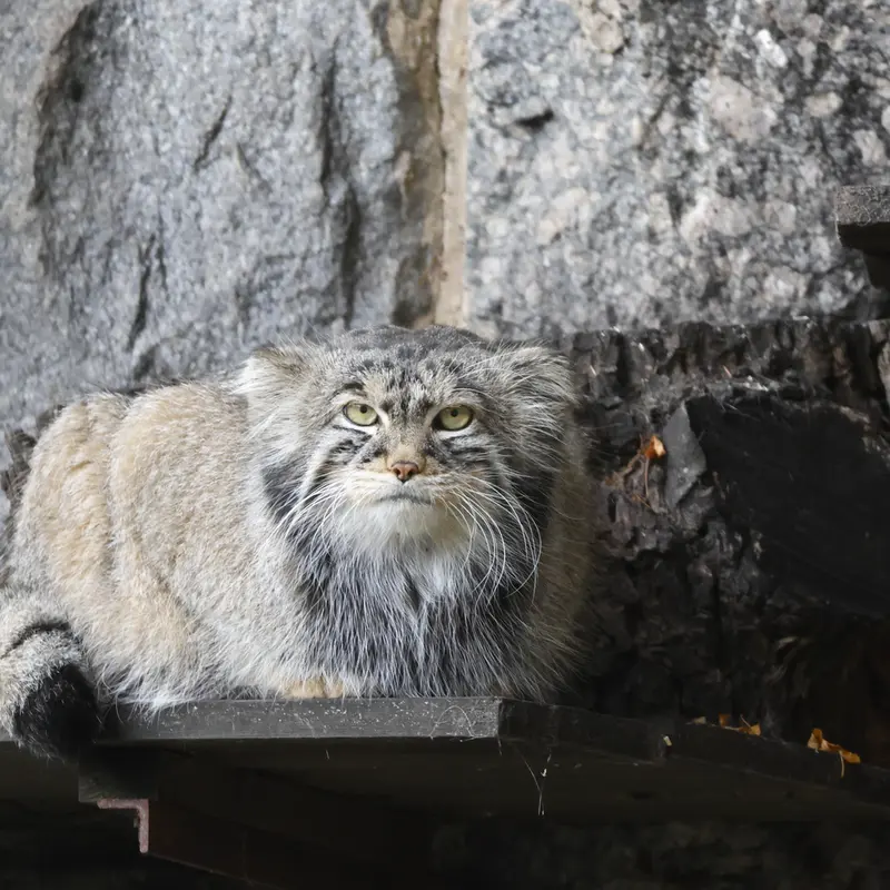 モスクワ動物園のティモフェイの写真