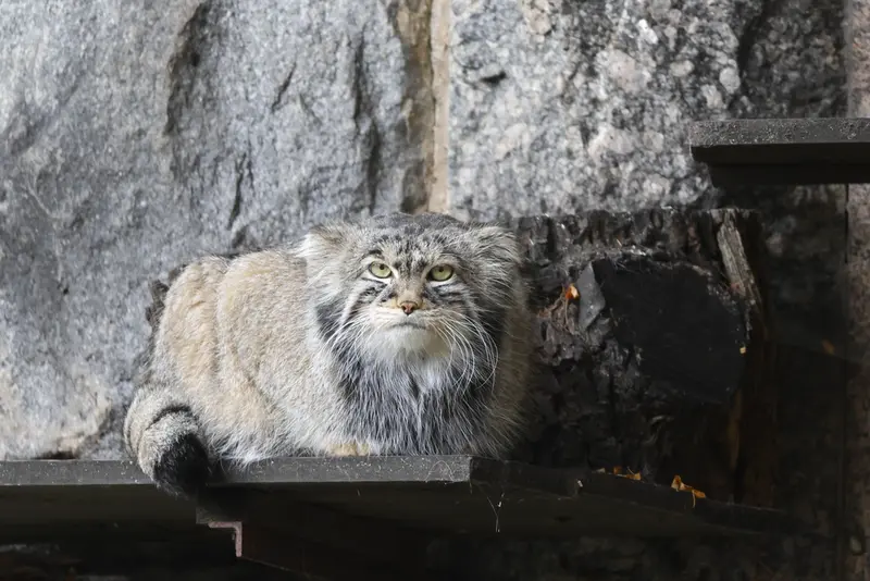 モスクワ動物園のティモフェイの写真