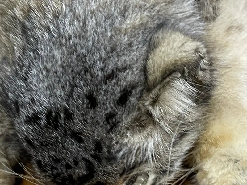 マヌルネコの写真
