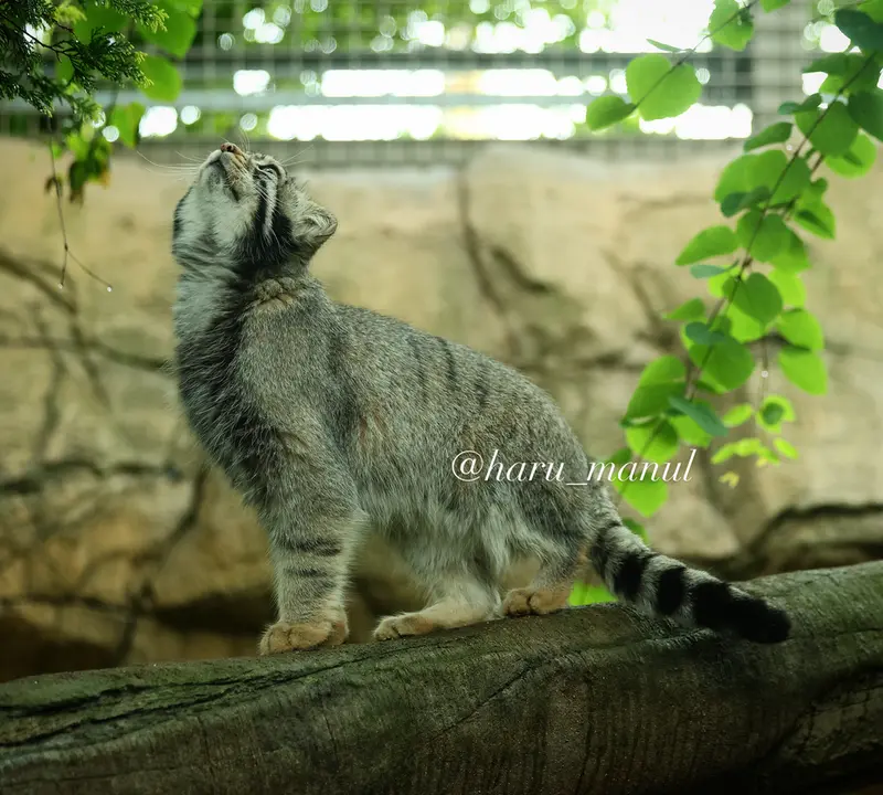 那須どうぶつ王国のナゴムの写真