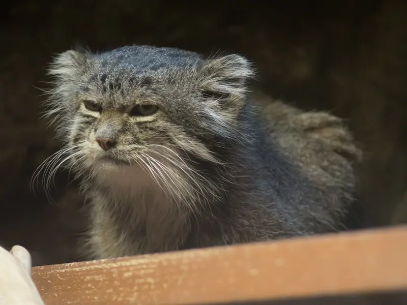 恩賜上野動物園のクリョンの写真