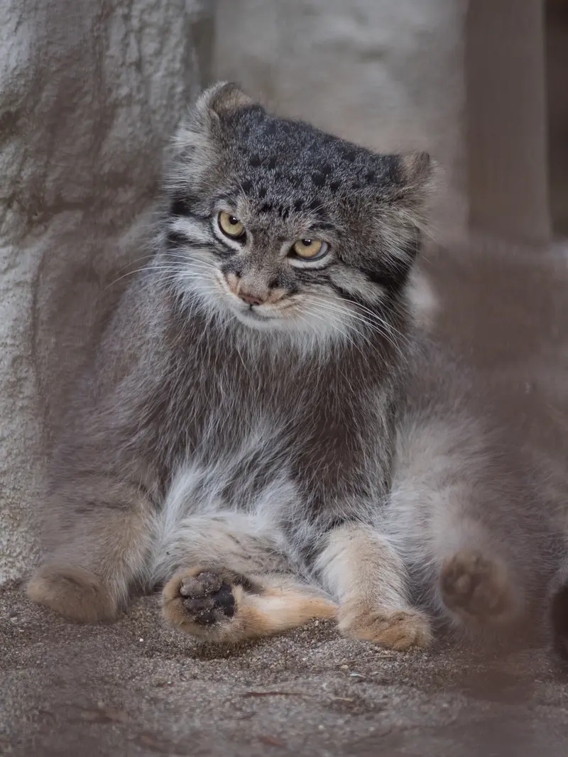 野毛山動物園のフィーガの写真