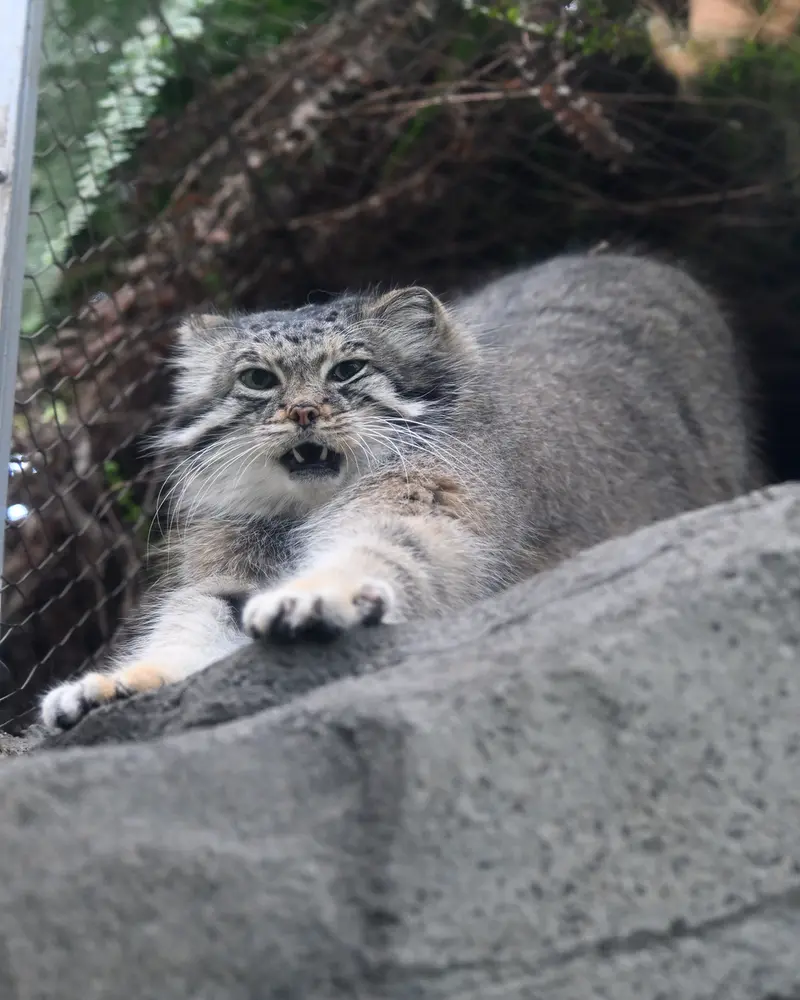 神戸どうぶつ王国のアズの写真