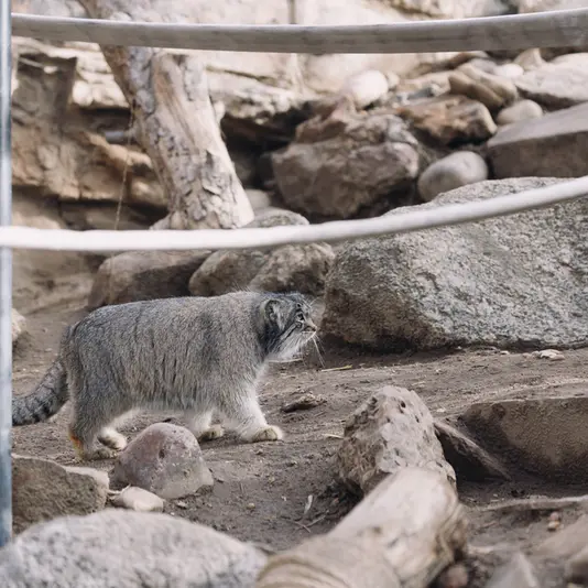 プエブロ動物園のオリーブの写真