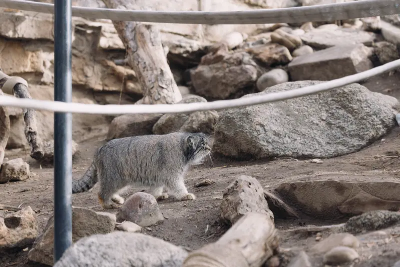 プエブロ動物園のオリーブの写真