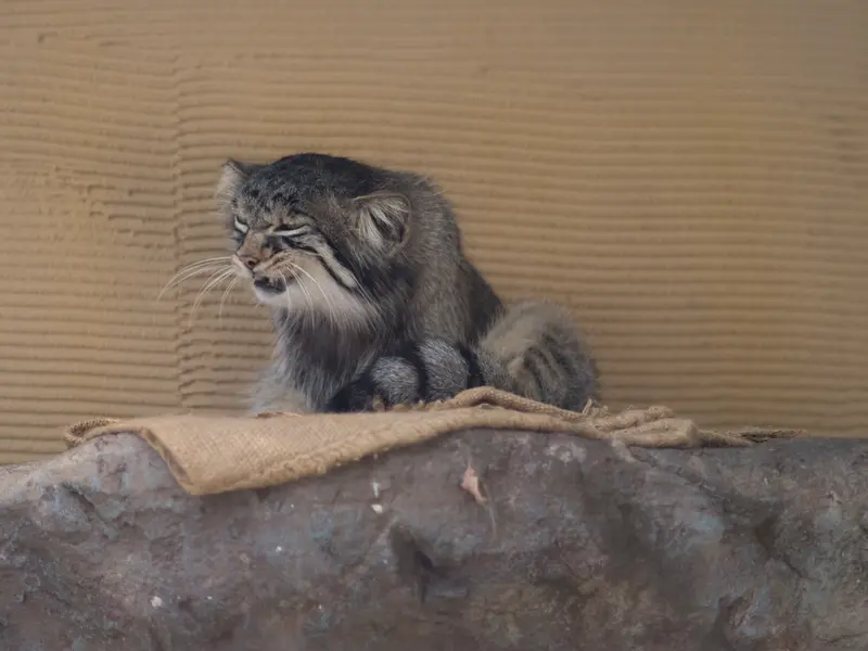 旭山動物園のヒデの写真