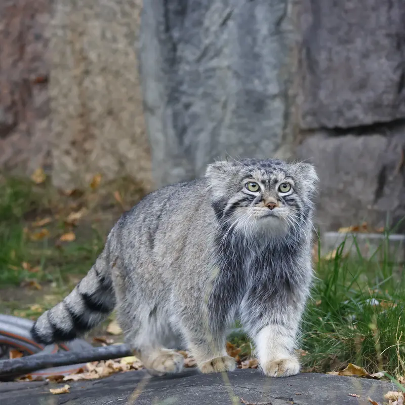 モスクワ動物園のティモフェイの写真