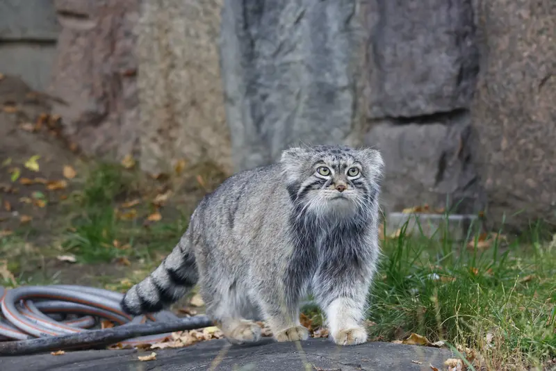 モスクワ動物園のティモフェイの写真